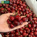 Hộp Quà Trái Cây Cherry Nhập Khẩu Tặng Bác Sĩ