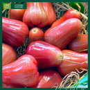 [Trái cây nội địa VN] Mận An Phước - Nông Sản Chú Chín