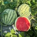 Nước Ép Dưa Hấu Vitamin House Chai 250ml