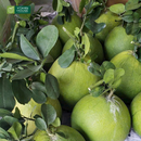 Nước Ép Bưởi Vitamin House Chai 250ml