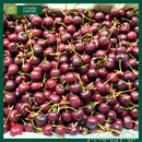 [Trái cây nhập khẩu] Cherry Đỏ Mỹ Nhiều Size (Kg)