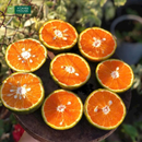 Nước Ép Cam Cà Rốt Vitamin House Chai 250ml