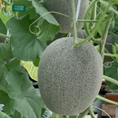 Nước Ép Dưa Lưới Vitamin House Chai 250ml