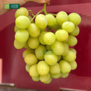 Trái Cây Cắt Sẵn Nho, Quýt, Kiwi và Cherry phần 2-3 người