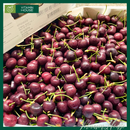 [Trái cây nhập khẩu] Cherry Đỏ Mỹ Nhiều Size (Kg)
