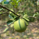 Nước Ép Bưởi Vitamin House Chai 250ml