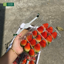 Trái Cây Cắt Sẵn Dâu, Táo, Quýt, Xoài và Nho phần 5-7 người