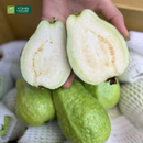 Nước Ép Ổi Dưa Lưới Vitamin House Chai 250ml