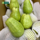 Nước Ép Ổi Vitamin House Chai 250ml