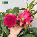 Trái Cây Cắt Sẵn Dưa, Ổi, Thơm và Thanh Long phần 5-7 người