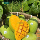 Trái Cây Cắt Sẵn Cao Cấp phần 8-10 người