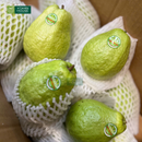 Trái Cây Cắt Sẵn Dưa, Ổi, Thơm và Thanh Long phần 5-7 người