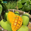 Trái Cây Cắt Sẵn Dâu, Táo, Quýt, Xoài và Nho phần 5-7 người