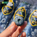 Trái Cây Cắt Sẵn Thơm, Ổi, Cam, Táo và Việt Quất phần 5-7 người