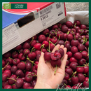 [Trái cây nhập khẩu] Cherry Đỏ Mỹ Nhiều Size (Kg)