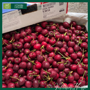 [Trái cây nhập khẩu] Cherry Đỏ Mỹ Nhiều Size (Kg)