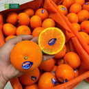 Trái Cây Cắt Sẵn Nho, Quýt, Kiwi và Cherry phần 2-3 người