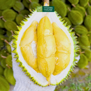 [Trái cây nội địa VN] Cơm Sầu Riêng Sáu Hữu (1Kg)