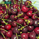[Trái cây nhập khẩu] Cherry Canada Size 8.5 - Hộp 1kg