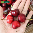 [Trái cây nhập khẩu] Cherry Đỏ Mỹ Size 9 - Hộp 1kg