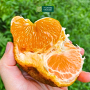 [Trái cây nội địa VN] Quýt Sim (500g)