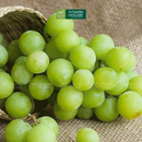 [Trái cây nhập khẩu] Nho Xanh Không Hạt Úc Hộp 500g