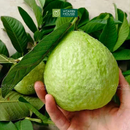 [Trái cây nội địa] Ổi Nữ Hoàng (Kg)