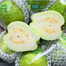 [Trái cây nội địa] Ổi Phúc Lộc Thọ (Kg)