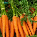 Nước Ép Cam Cà Rốt Vitamin House Chai 250ml