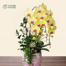 Chậu Lan Hồ Điệp Đà Lạt Vàng 3 Cành