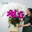 Chậu Lan Hồ Điệp Đà Lạt Tím Ớt Trắng 7 Cành