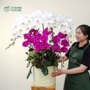 Chậu Lan Hồ Điệp Đà Lạt Tím Ớt Trắng 7 Cành