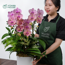 Chậu Lan Hồ Điệp Đà Lạt Cam Sọc 3 Cành