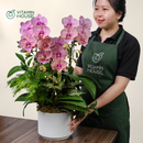 Chậu Lan Hồ Điệp Đà Lạt Cam Sọc 3 Cành