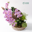 Chậu Lan Hồ Điệp Đà Lạt Hồng Sọc 1 Cành - Dĩa Sứ