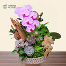 Chậu Lan Hồ Điệp Đà Lạt Hồng Sọc 1 Cành Đẹp