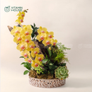 Chậu Lan Hồ Điệp Đà Lạt Vàng 1 Cành