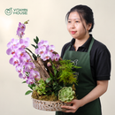 Chậu Lan Hồ Điệp Đà Lạt Hồng Sọc 1 Cành - Dĩa Sứ