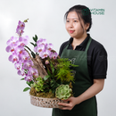 Chậu Lan Hồ Điệp Đà Lạt Hồng Sọc 1 Cành - Dĩa Sứ