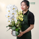 Chậu Lan Hồ Điệp Đà Lạt Trắng Vàng 2 Cành