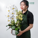 Chậu Lan Hồ Điệp Đà Lạt Trắng Vàng 2 Cành