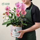Hộp Quà Lan Hồ Điệp Đà Lạt Cam Sọc 1 cành