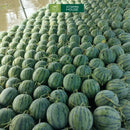 Dưa Hấu Baby (Kg)