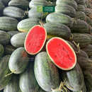 [Trái cây nội địa] Dưa Hấu Hắc Mỹ Nhân Trồng Hữu Cơ (Kg)