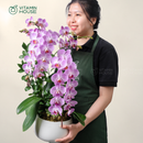 Chậu Lan Hồ Điệp Đà Lạt Hồng Sọc 2 Cành