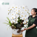 Chậu Lan Hồ Điệp Đà Lạt Trắng Sọc 5 Cành