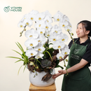 Chậu Lan Hồ Điệp Đà Lạt Trắng Sọc 5 Cành