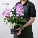 Hộp Quà Lan Hồ Điệp Đà Lạt Hồng Sọc 1 Cành