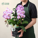 Hộp Quà Lan Hồ Điệp Đà Lạt Hồng Sọc 1 Cành