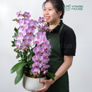 Chậu Lan Hồ Điệp Đà Lạt Hồng Sọc 2 Cành